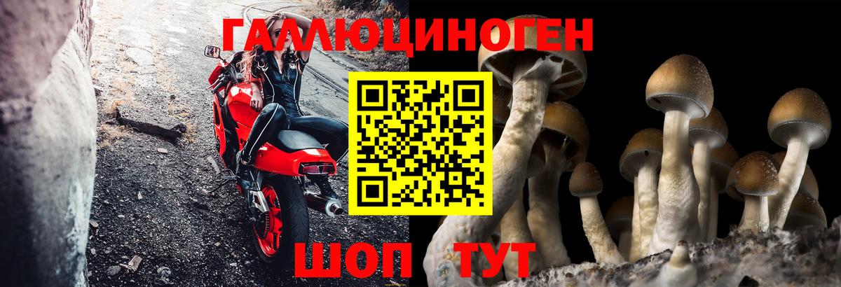 наркотики  Псилоцибиновые грибы Psilocybe  Вход с VPN  Майкоп  Псилоцибиновые грибы Psilocybine cubensis 